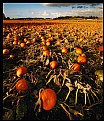 Picture Title - Pumpkin Fest