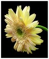 Picture Title - Gerbera