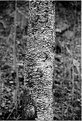 Picture Title - Tree Trunk