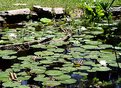 Picture Title - Garden Pond