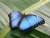 Blue Morph Butterfly