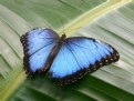 Picture Title - Blue Morph Butterfly