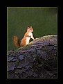 Picture Title - Red Squirrel