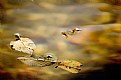 Picture Title - leaves afloat