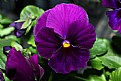 Picture Title - Pansy