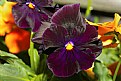 Picture Title - Pansy