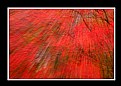 Picture Title - Red Autumnal Slide