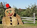 Picture Title - Cool Hay Guy