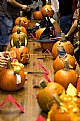 Picture Title - Pumpkin pageant