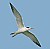 Common Tern