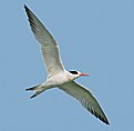 Picture Title - Common Tern