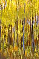 Picture Title - Yellow Birchlands