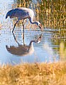 Picture Title - Greater Sandhill Crane