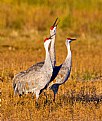 Picture Title - The Three Tenors