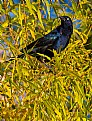 Picture Title - Common Grackle