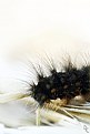 Picture Title - Caterpillar