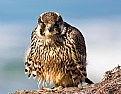 Picture Title - Peregrine Falcon after meal