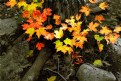 Picture Title - Autumnal colors