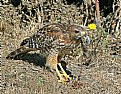 Picture Title - Vole's Predation