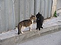 Picture Title - cats fall in love...