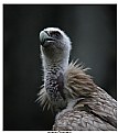 Picture Title - Portrait of Raptor