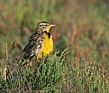 Picture Title - Western Meadowlark