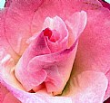 Picture Title - Pink Camelia