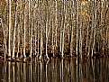 Picture Title - Pond Reflections