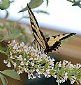 Picture Title - ButterFly