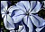 Blue Plumbago Cultivars