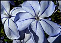 Picture Title - Blue Plumbago Cultivars