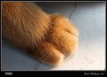 Picture Title - paw