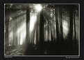 Picture Title - mystic | forrest -