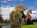 Picture Title - Weeping Willow Tree