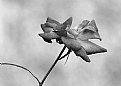Picture Title - A Rose by another ...