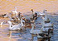 Picture Title - Ducks and Drakes