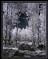 Picture Title - Aspen in IR