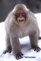 Picture Title - Japanese macaque