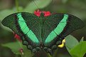Picture Title - Green Butterfly