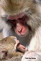 Picture Title - Japanese Macaques