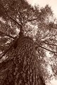 Picture Title - The Oak