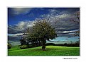 Picture Title - L'albero