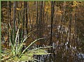 Picture Title - Pond reflections