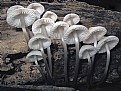 Picture Title - Porcelain fungus