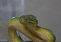 Picture Title - Emerald Tree Boa