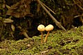 Picture Title - Wild Mushrooms