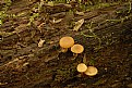 Picture Title - More wild Mushrooms