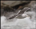 Picture Title - Greater Black-backed Gull