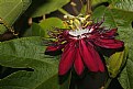 Picture Title - Passion Flower"Lady Margaret"