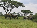 Picture Title - elephantwalk